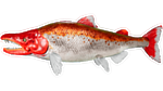 Salmon PaintRegion0.jpg