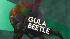 Gula Beetle Image.jpg