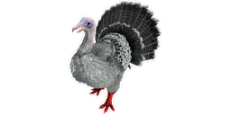Super Turkey PaintRegion5.jpg