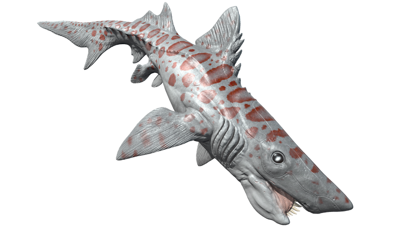 File:Mod AA Helicoprion PaintRegion5 ASA.png