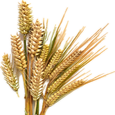 Dried Barley (Primitive Plus).png