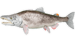 Salmon PaintRegion4.jpg