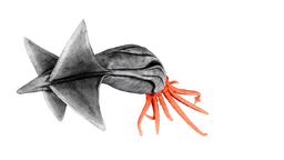 Tusoteuthis PaintRegion4.png