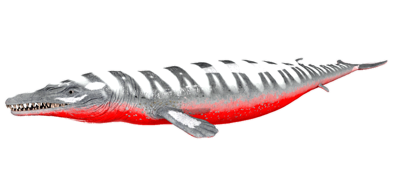 File:X-Basilosaurus PaintRegion5.png