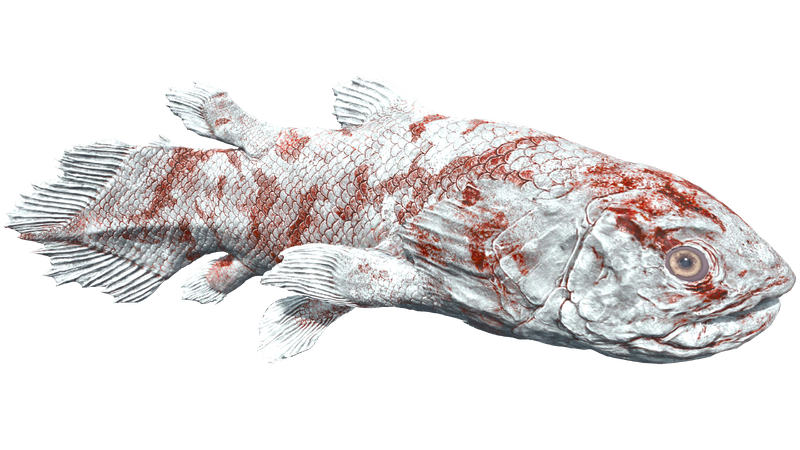 File:Coelacanth PaintRegion5 ASA.png
