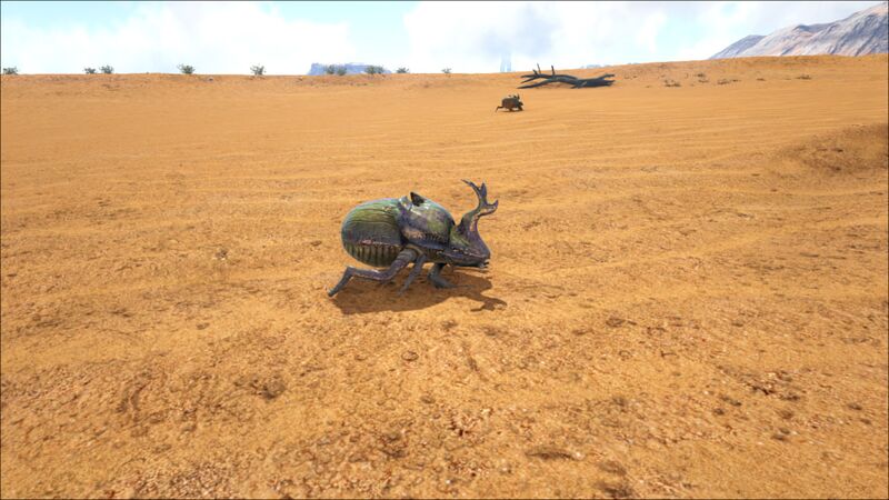 File:Dung Beetle in the Dunes.jpg