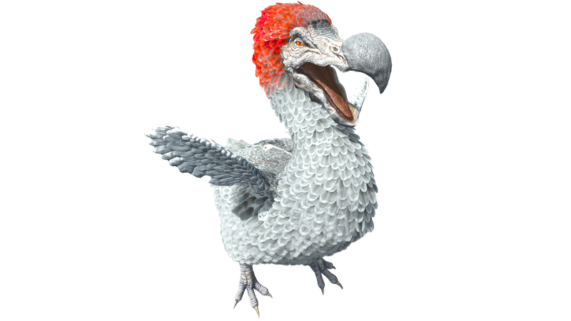 File:Dodo PaintRegion4 ASA.png