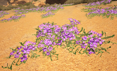 The purple flowers have small chance to harvest Species Y seeds.