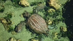 ASA Archelon image2.png