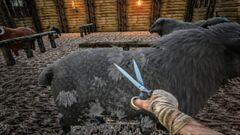 Shearing an Ovis