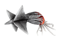 Tusoteuthis PaintRegion0.png