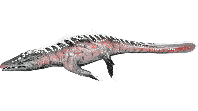 File:X-Mosasaurus PaintRegion4.png