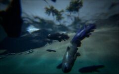 Coelacanth as seen under water