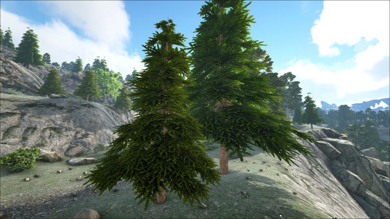 ファイル:Crystal Islesの樹液のある針葉樹林.jpg