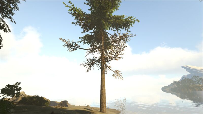 ファイル:Fjordurの樹液のある針葉樹林.jpg